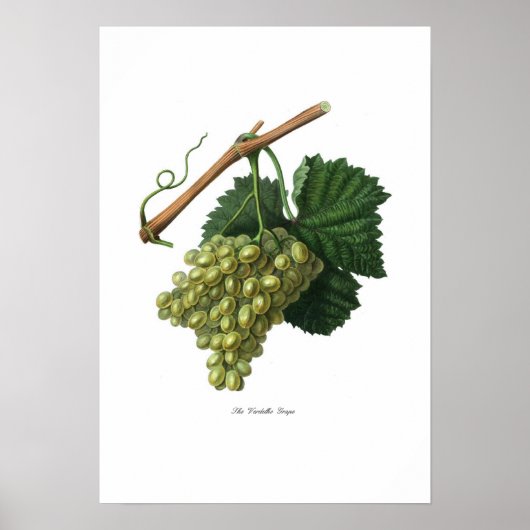 Verdelho Poster (Voorkant)