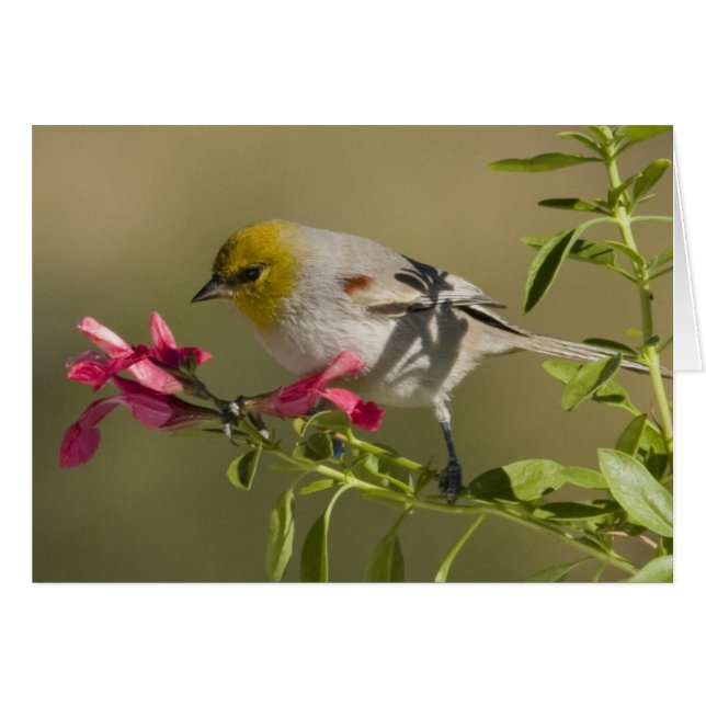 Verdin (Voorkant Horizontaal)