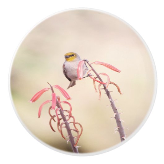 Verdin doorgesneden op de penstomen keramische knop (Voorkant)