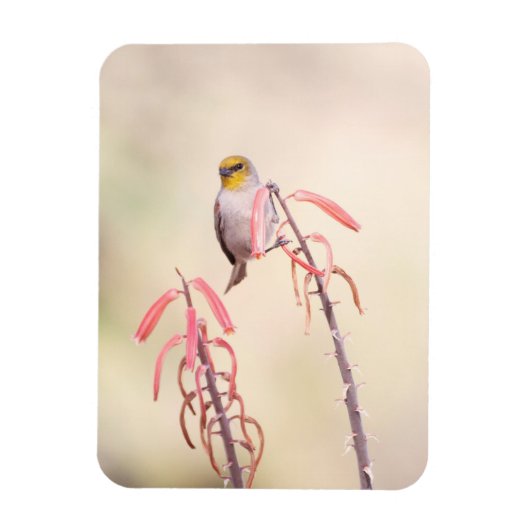 Verdin doorgesneden op penstemon magneet (Verticaal)
