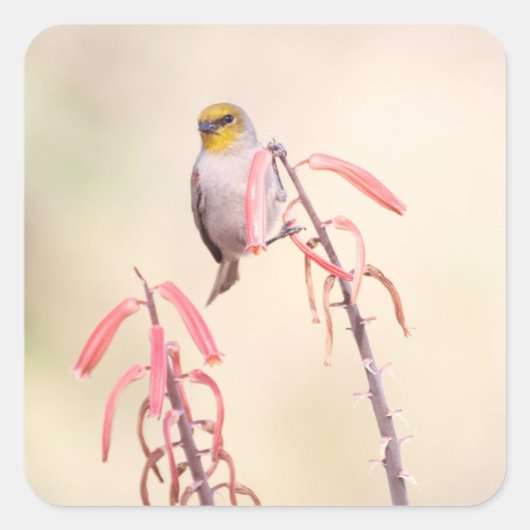 verdin met penstemon vierkante sticker (Voorkant)