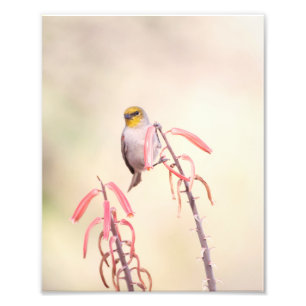 Verdin op penstemon foto afdruk