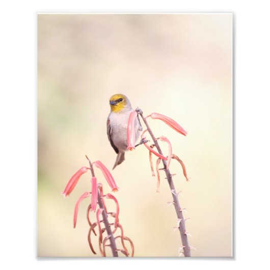 Verdin op penstemon foto afdruk (Voorkant)