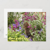 Verdomde kat! briefkaart (Voorkant / Achterkant)