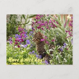 Verdomde kat! briefkaart