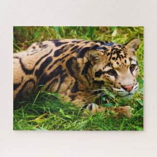 Verdomde Leopard Big Cat's. Legpuzzel