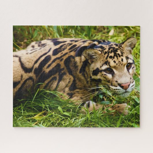 Verdomde Leopard Big Cat's. Legpuzzel (Horizontaal)