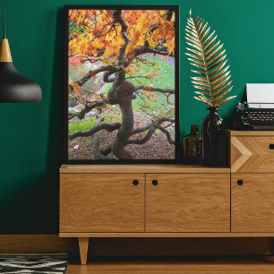 Verdraaide herfst Japanse esdoorn Poster