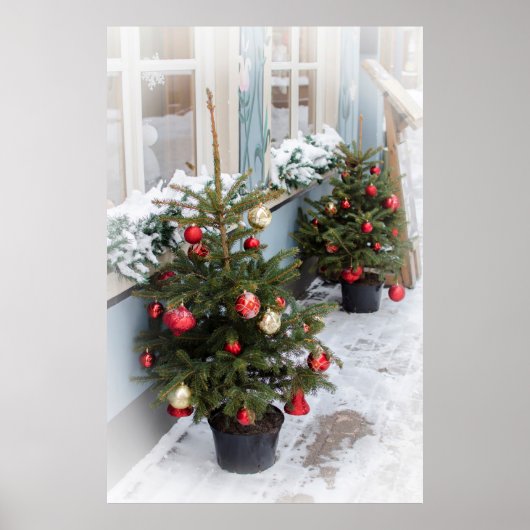 Verdroogde kerstbomen op straat. poster (Voorkant)