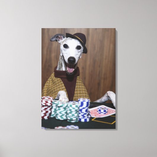 Verdrukte Whippet-hond op goktafel Canvas Afdruk (Voorkant)