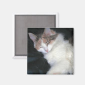 Verdun Calico Kitten Slapen Magneet (Voorkant / Achterkant)