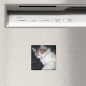 Verdun Calico Kitten Slapen Magneet (Insitu (Vaatwasser))