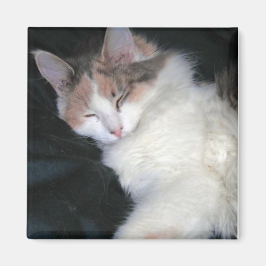 Verdun Calico Kitten Slapen Magneet (Voorkant)