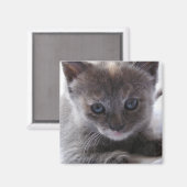 Verdunde schildpad magneet (Voorkant / Achterkant)