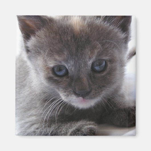 Verdunde schildpad magneet (Voorkant)