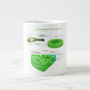 Vereenvoudigd C4-fotosynthesediagram Grote Koffiekop