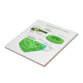 Vereenvoudigd C4-fotosynthesediagram Tegeltje (Zijkant)