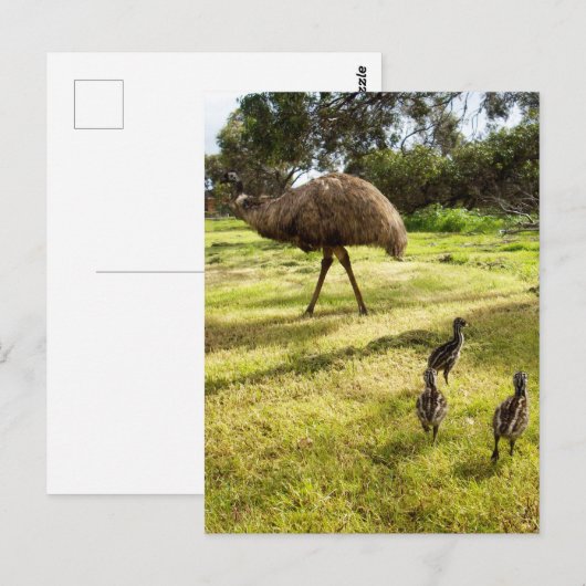 Veren en voetstappen: Vader Emu met kuikens Briefkaart (Voorkant / Achterkant)