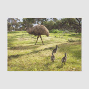 Veren en voetstappen: Vader Emu's met kuikens Tissuepapier