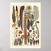 veren van Adolphe Millot Poster (Voorkant)