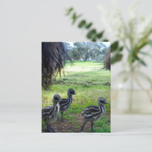 Veren van de toekomst: drie Baby Emu Chicks Briefkaart