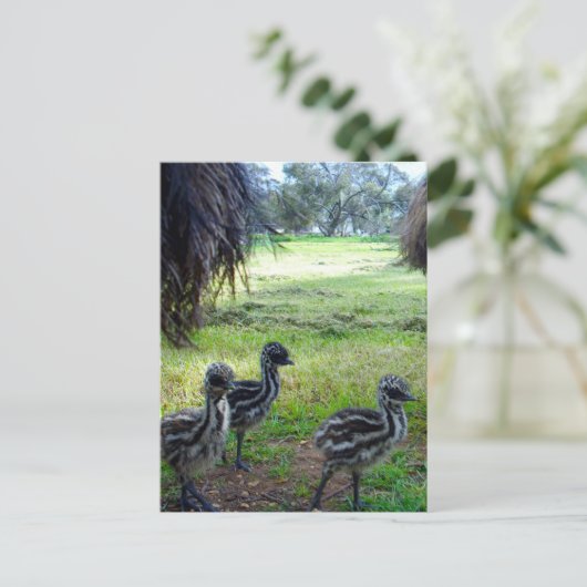 Veren van de toekomst: drie Baby Emu Chicks Briefkaart (Staand voorkant)