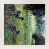 Veren van de toekomst: drie Baby Emu Chicks Legpuzzel (Horizontaal)