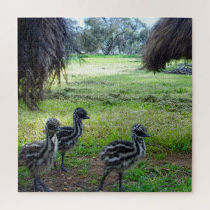 Veren van de toekomst: drie Baby Emu Chicks Legpuzzel