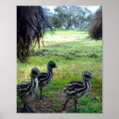 Veren van de toekomst: drie Baby Emu Chicks Poster (Voorkant)