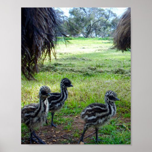Veren van de toekomst: drie Baby Emu Chicks Poster (Voorkant)