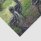 Veren van de toekomst: drie Baby Emu Chicks Tissuepapier (Detail)