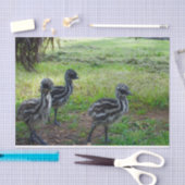 Veren van de toekomst: drie Baby Emu Chicks Tissuepapier (Craft)