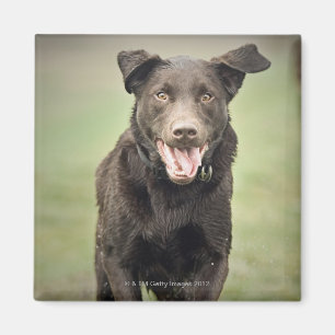 Verenigd Koninkrijk, Engeland, Suffolk, Thetford F Magneet