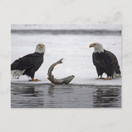 Verenigde Staten, Alaska, Chilkat Bald Eagle Prese Briefkaart (Voorkant)