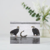 Verenigde Staten, Alaska, Chilkat Bald Eagle Prese Briefkaart (Staand voorkant)