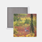 Verenigde Staten, Alaska, Denali National Park. Ca Magneet (Voorkant / Achterkant)