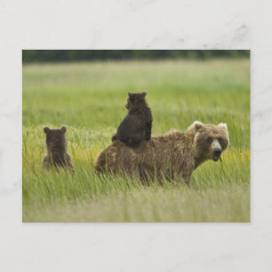 Verenigde Staten, Alaska, Lake Clark National Park Briefkaart