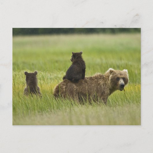 Verenigde Staten, Alaska, Lake Clark National Park Briefkaart (Voorkant)