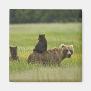 Verenigde Staten, Alaska, Lake Clark National Park Magneet