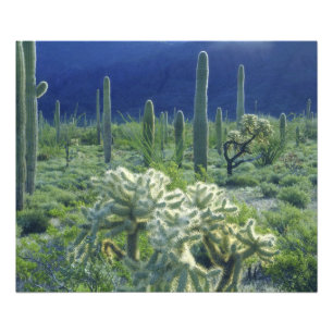 Verenigde Staten, Arizona, Organ Pipe Cactus Natio Foto Afdruk