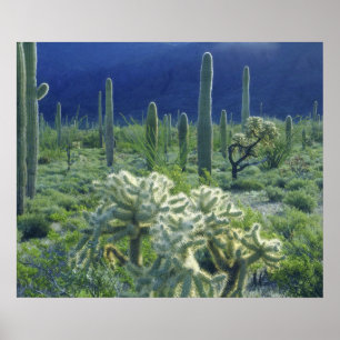 Verenigde Staten, Arizona, Organ Pipe Cactus Natio Poster