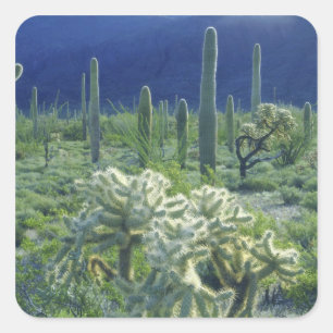 Verenigde Staten, Arizona, Organ Pipe Cactus Natio Vierkante Sticker