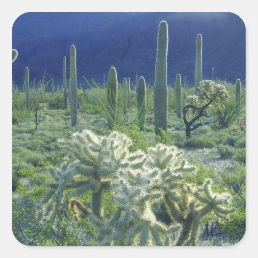 Verenigde Staten, Arizona, Organ Pipe Cactus Natio Vierkante Sticker (Voorkant)