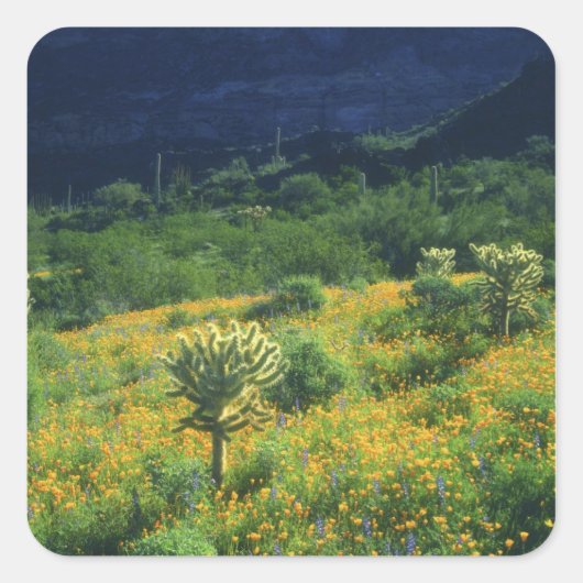 Verenigde Staten, Arizona, Organ Pipe Cactus Natio Vierkante Sticker (Voorkant)