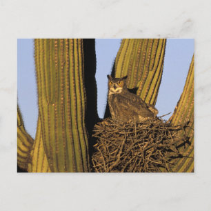 Verenigde Staten, Arizona, Tucson. Grote gehoornde Briefkaart