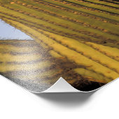 Verenigde Staten, Arizona, Tucson. Grote gehoornde Foto Afdruk (Hoek)