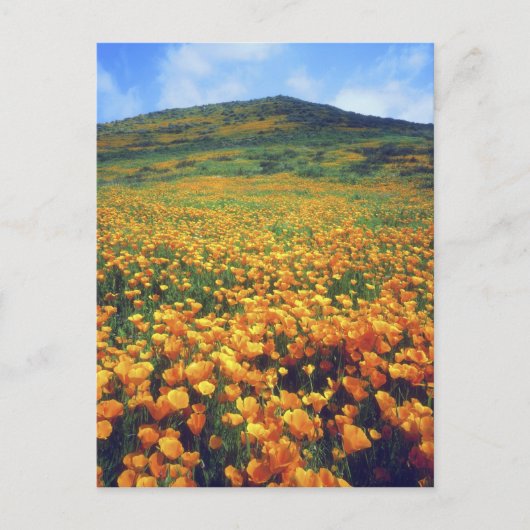 Verenigde Staten, Californië, het meer van Elsinor Briefkaart (Voorkant)