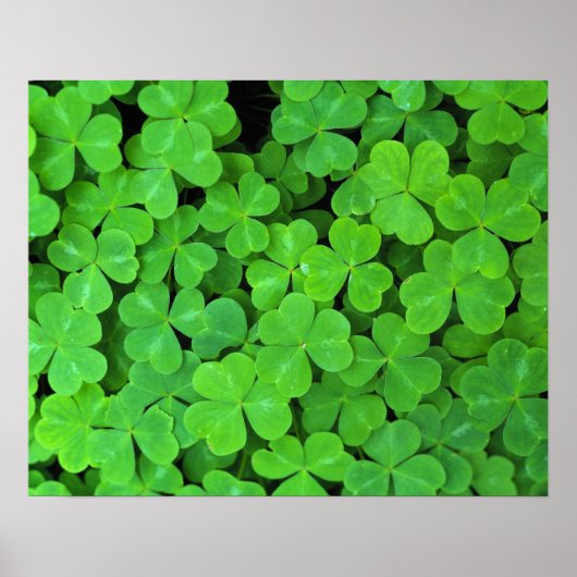 Verenigde Staten, Californië, Jedediah Smith Rewoo Poster (Voorkant)