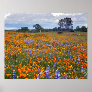 Verenigde Staten, Californië, Santa Margarita, Ave Poster