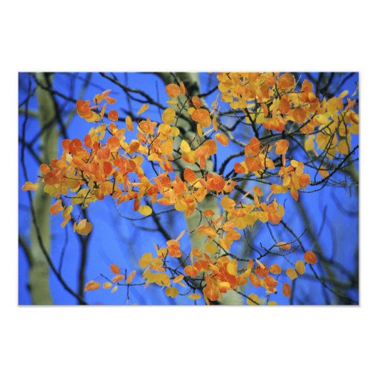 Verenigde Staten, Colorado. Aspen bladeren die zij Foto Afdruk (Voorkant)